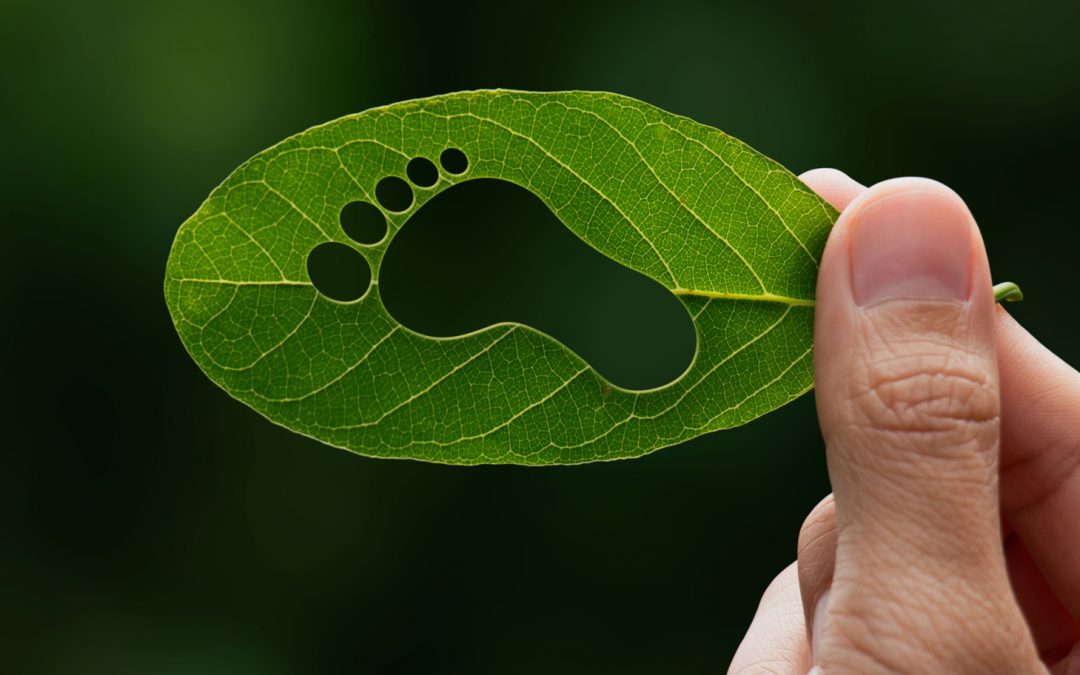 Our Impacts on the Natural World