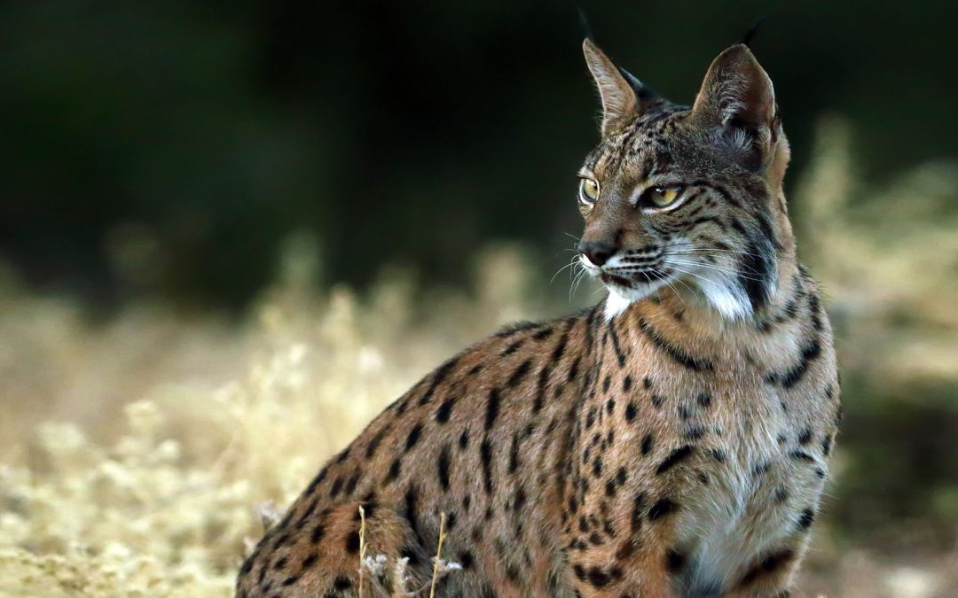 Saving Species from Extinction