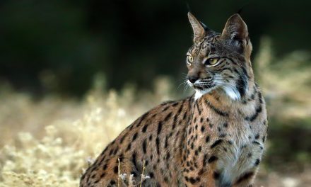 Saving Species from Extinction