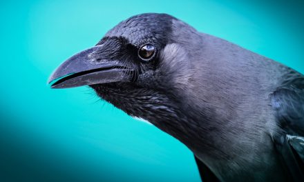 The Benefits of Being a “Birdbrain”