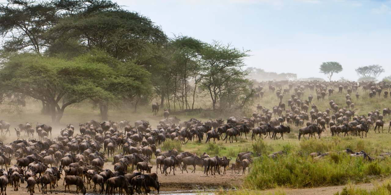 Across the Serengeti: East Africa’s Great Migration