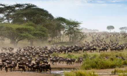 Across the Serengeti: East Africa’s Great Migration