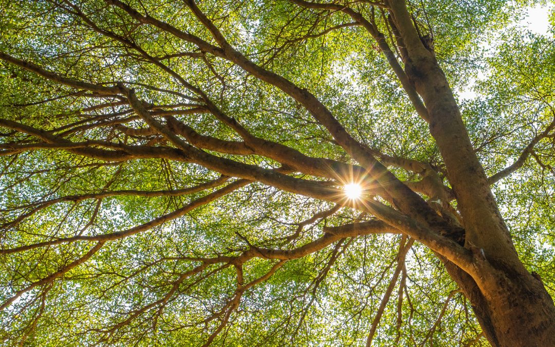 When We Walked in Trees and in Other, Early Terrains