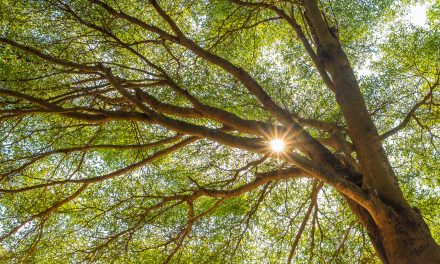 When We Walked in Trees and in Other, Early Terrains