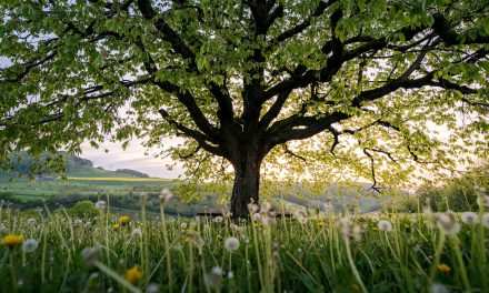 Biodiversity and Building Better Cities