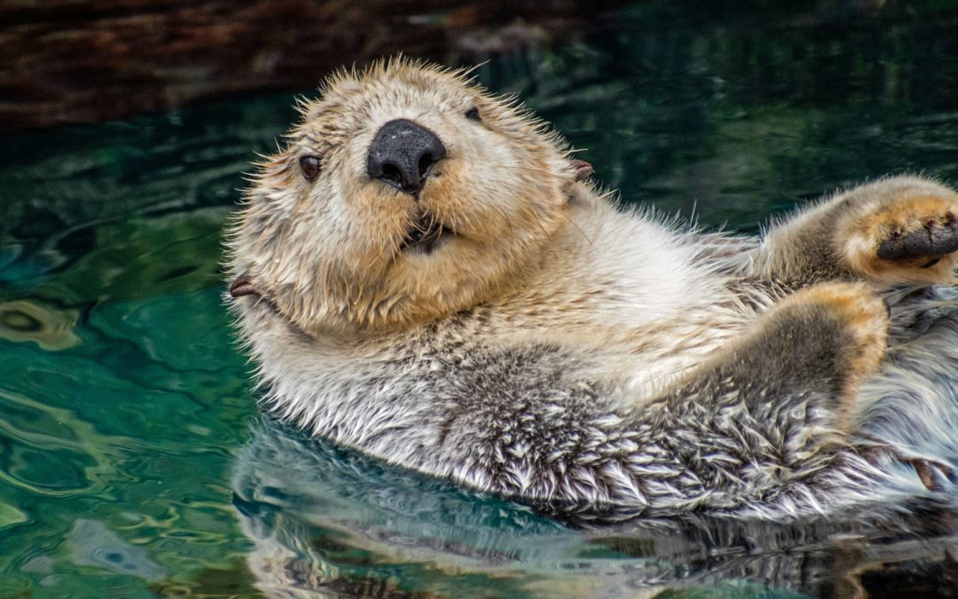 Celebrating Sea Otters