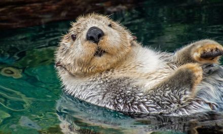 Celebrating Sea Otters
