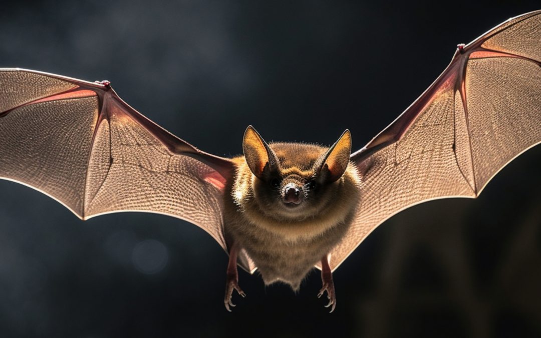 Halloween 2025: Bat Hearing