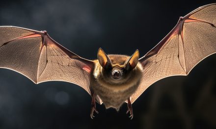 Halloween 2025: Bat Hearing