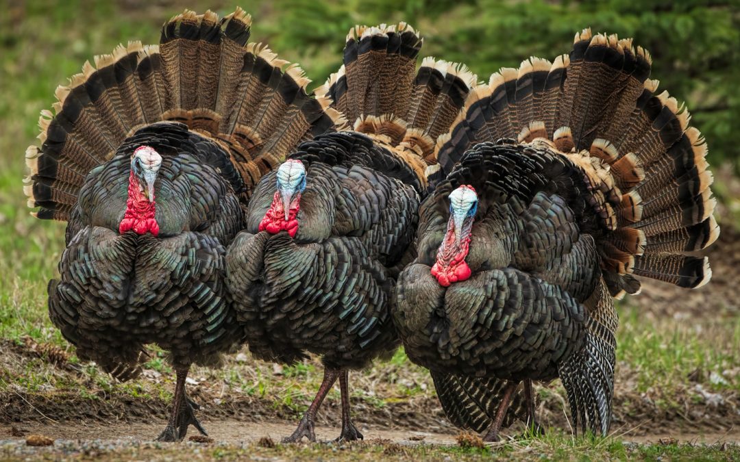 Nature’s Chefs, Dinosaur Drumsticks and Turkey Trots