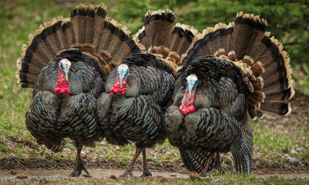 Nature’s Chefs, Dinosaur Drumsticks and Turkey Trots