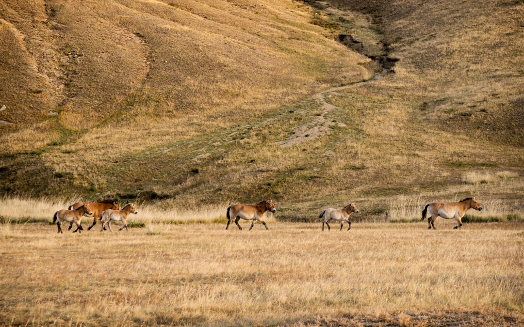 Mongolia’s Wild Frontiers: Wolves, Wild Horses and Nomadic Traditions