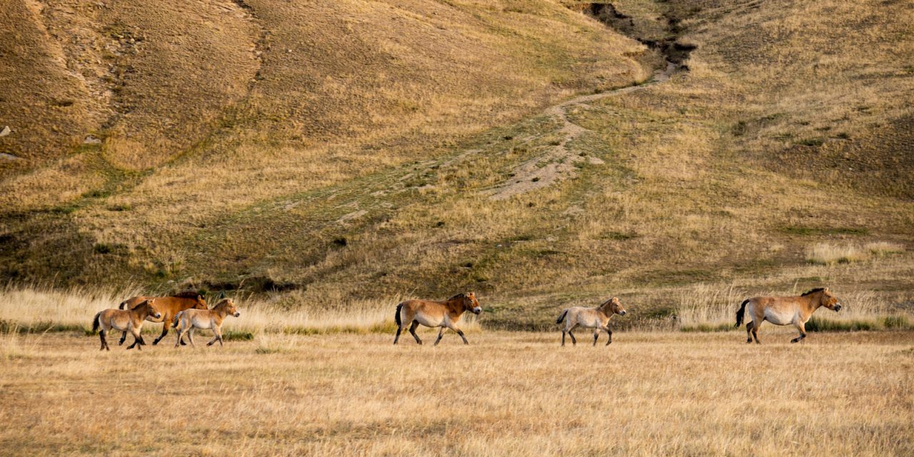 Mongolia’s Wild Frontiers: Wolves, Wild Horses and Nomadic Traditions
