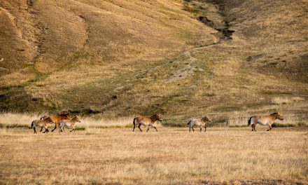 Mongolia’s Wild Frontiers: Wolves, Wild Horses and Nomadic Traditions