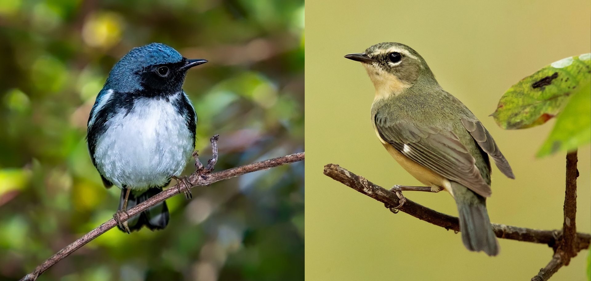 AdobeStock (Created by Candice Gaukel Andrews)