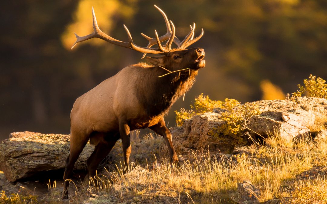 Lives of Yellowstone: From Large to Small; Ancient to New