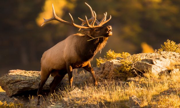 Lives of Yellowstone: From Large to Small; Ancient to New