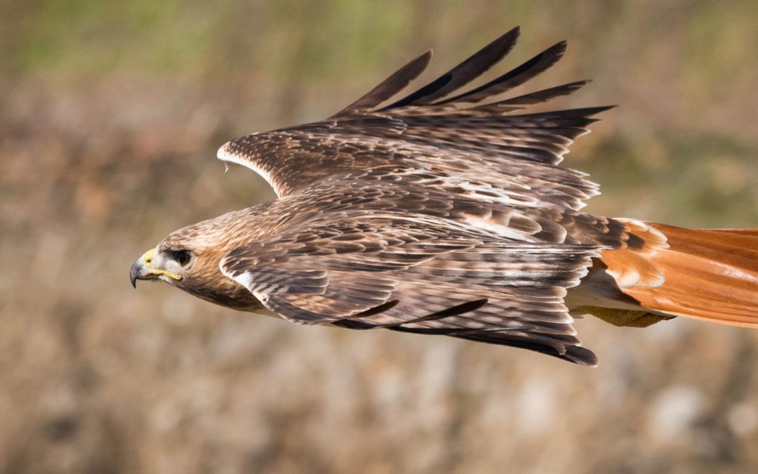 Biodiversity Comes in Bursts and Goes with Glaciers