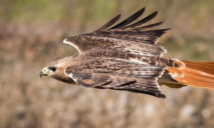 Biodiversity Comes in Bursts and Goes with Glaciers