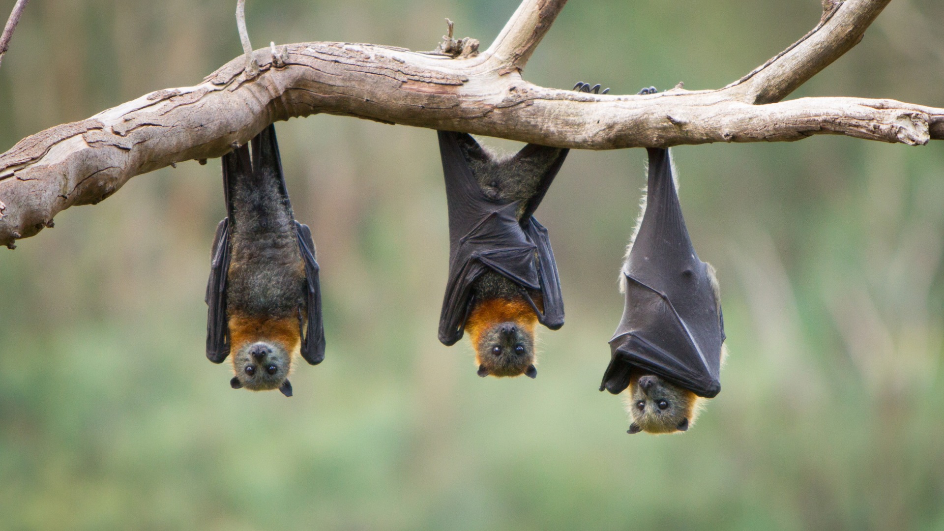 flying foxes