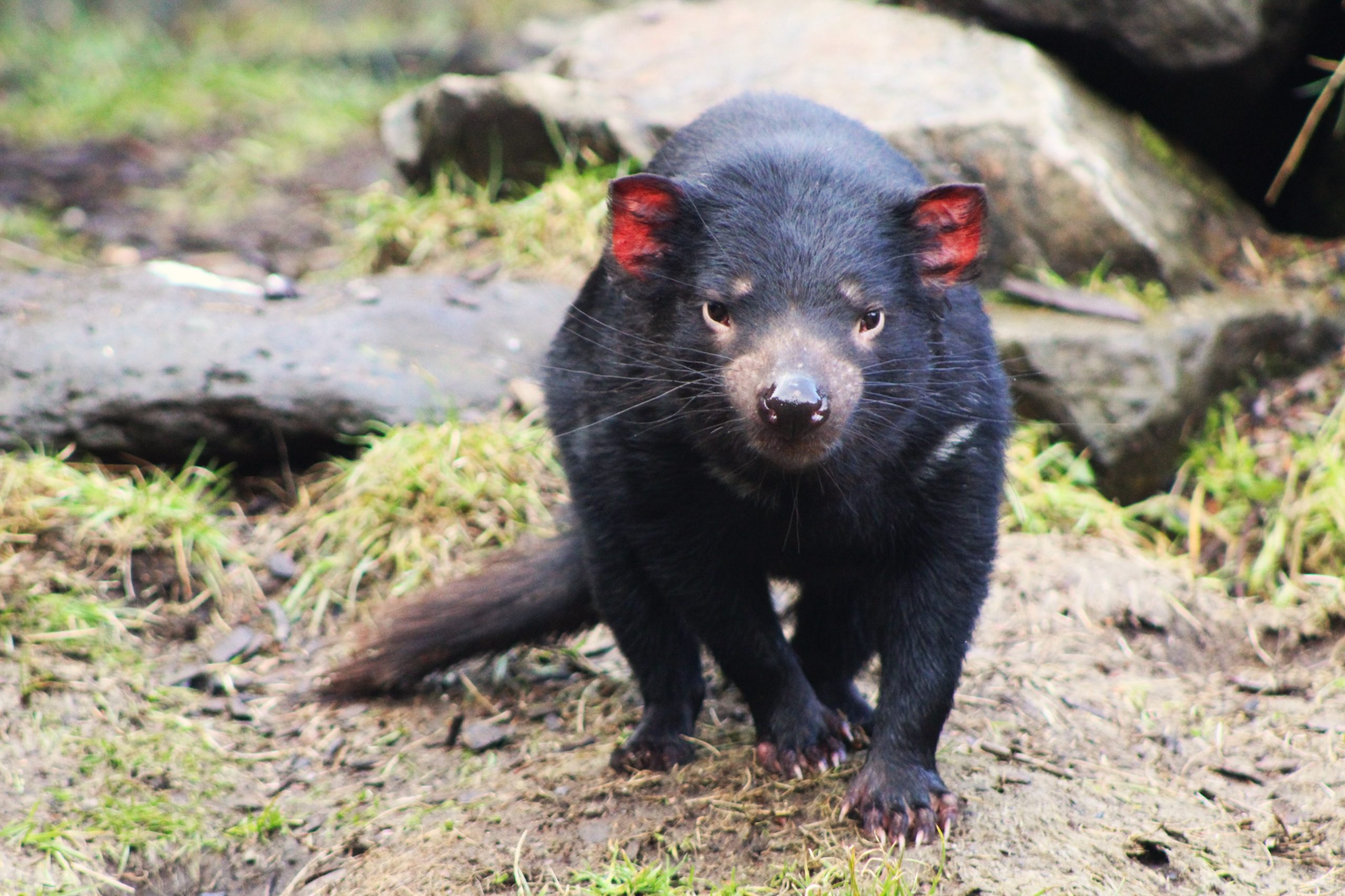 Atlas, a 2-year-old Tasmanian Devil