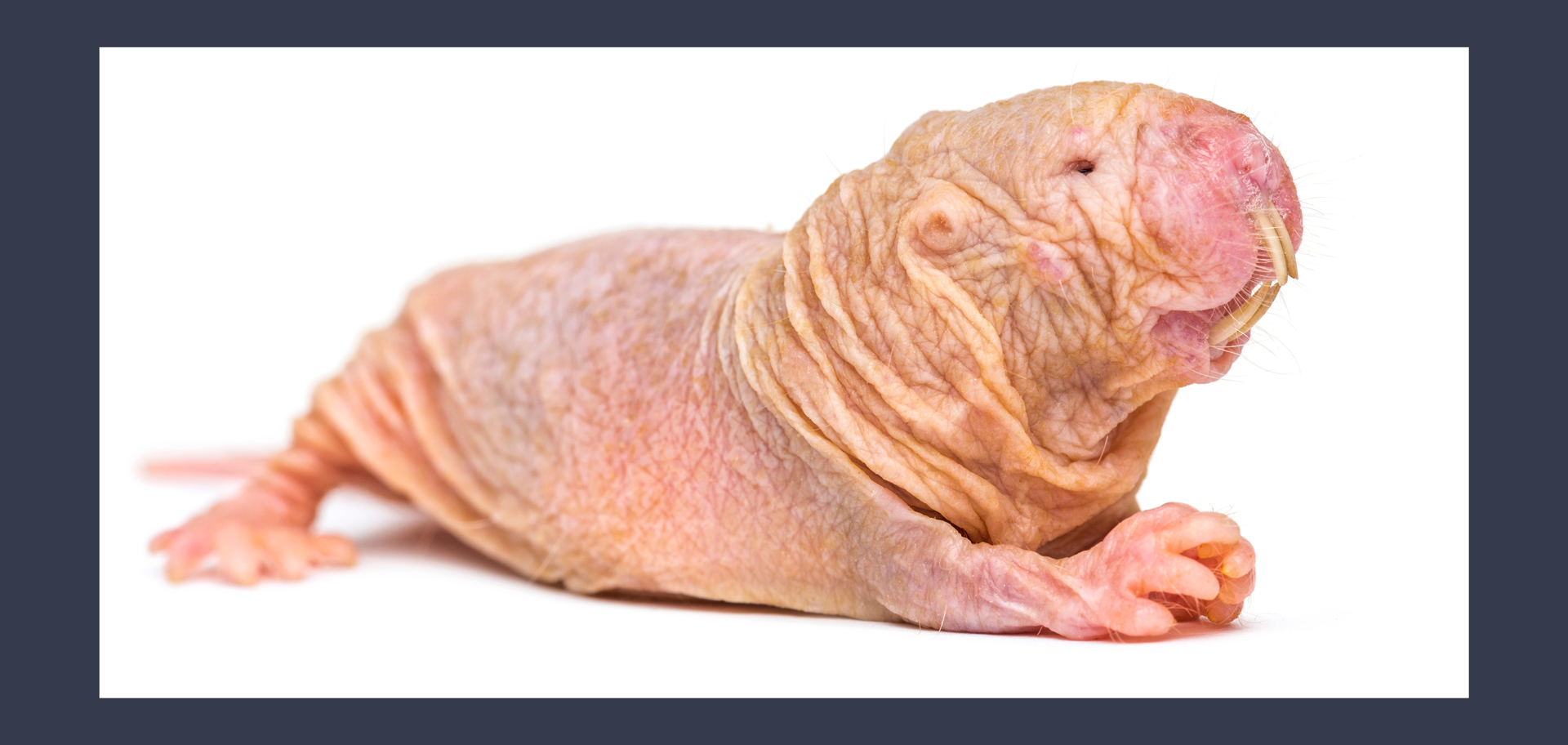 AdobeStock (Created by Candice Gaukel Andrews)