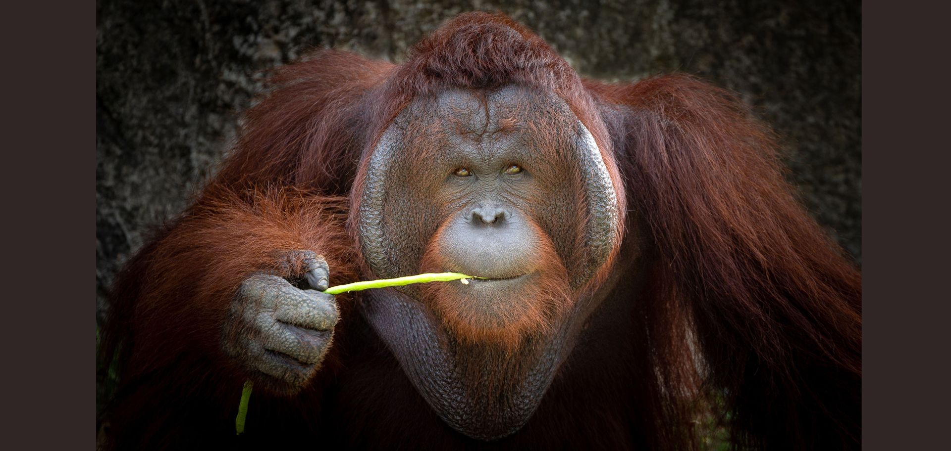 AdobeStock (Created by Candice Gaukel Andrews)