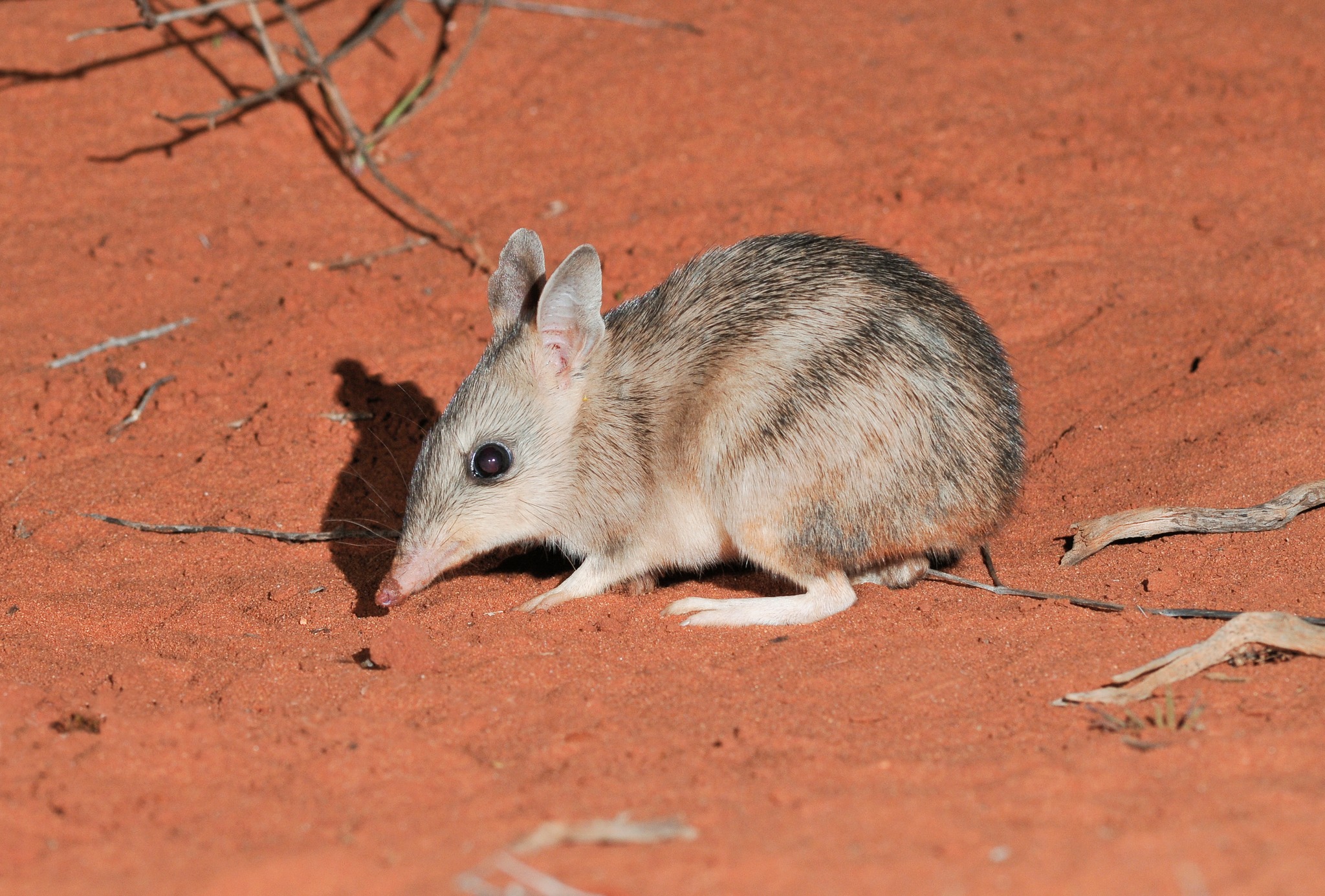 Western Barred Bandicoot, Shark Bay, Australia.