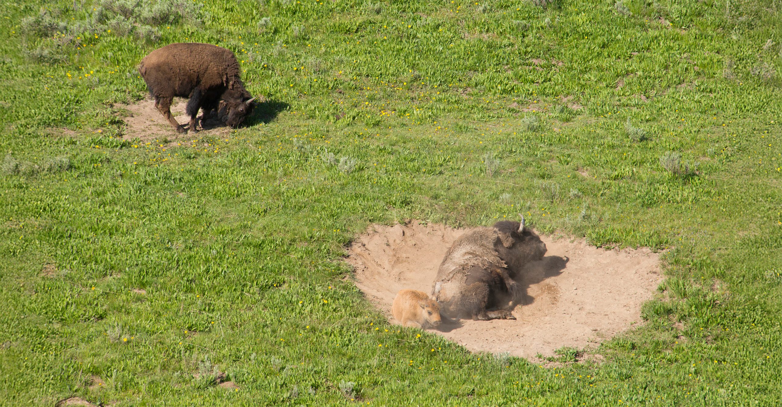 Wallowing bison, Yellowstone