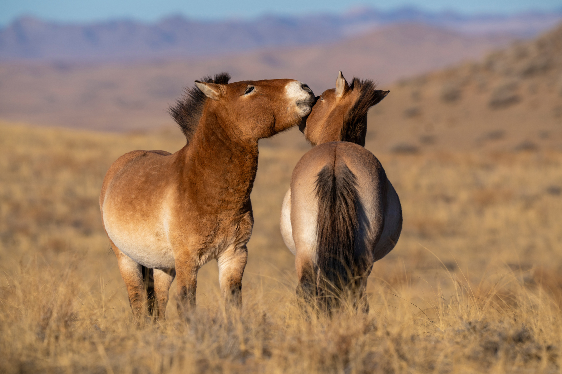 Przewalski's horse or Takhi, Equus ferus/caballus przewalskii, at the 411.000 hectare Khomyn Talyn Takhi Nature reserve, Western Mongolia. They were re-introduced here in 2004 and now number 150 wild-living individuals. 22 were brought from France and 4 from the Prague Zoo. In Mongolia there are now about 1000 wild-living Przewalski's horses, located in three areas.