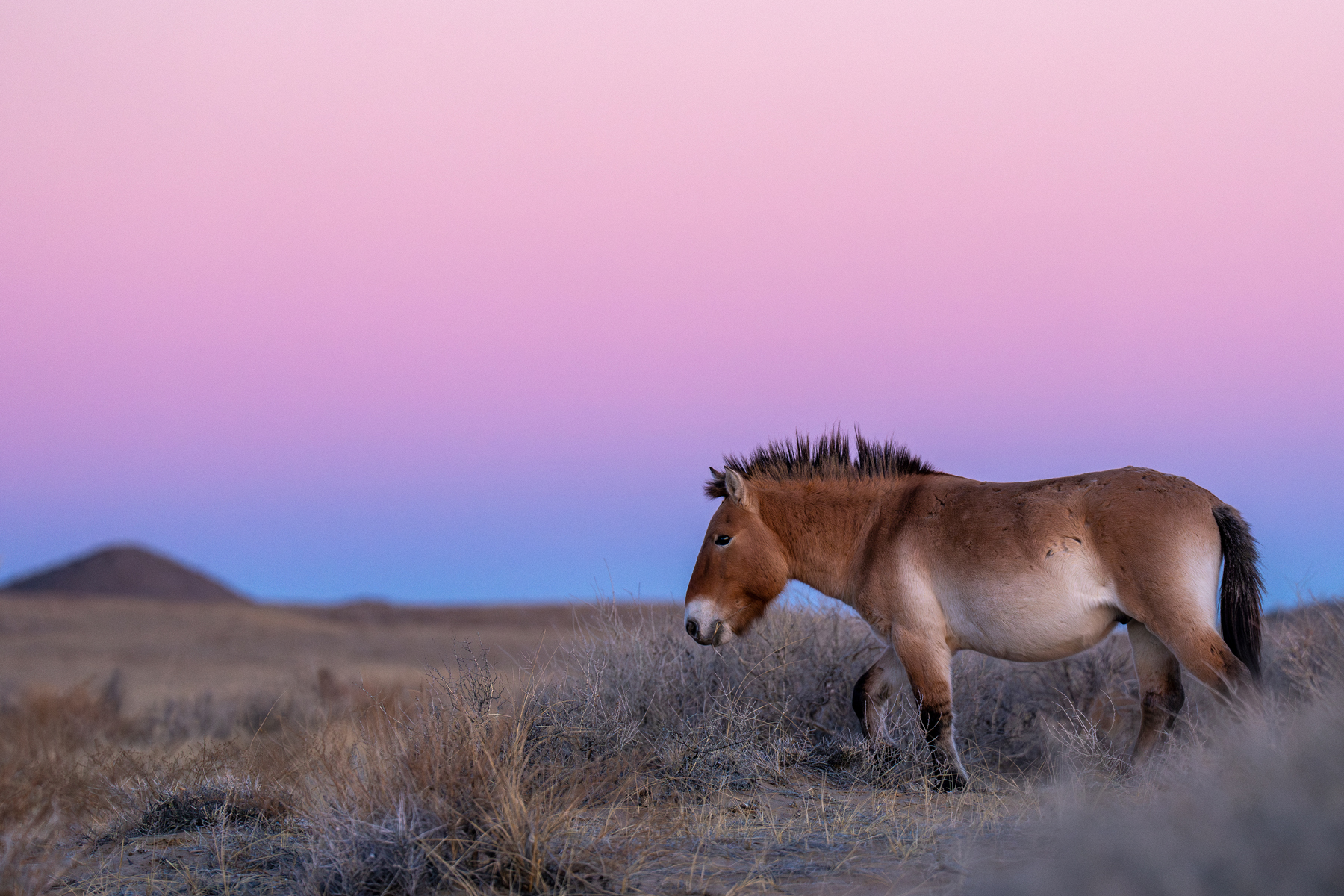 Przewalski's horse or Takhi, Equus ferus/caballus przewalskii, at the 411.000 hectare Khomyn Talyn Takhi Nature reserve, Western Mongolia. They were re-introduced here in 2004 and now number 150 wild-living individuals. 22 were brought from France and 4 from the Prague Zoo. In Mongolia there are now about 1000 wild-living Przewalski's horses, located in three areas.