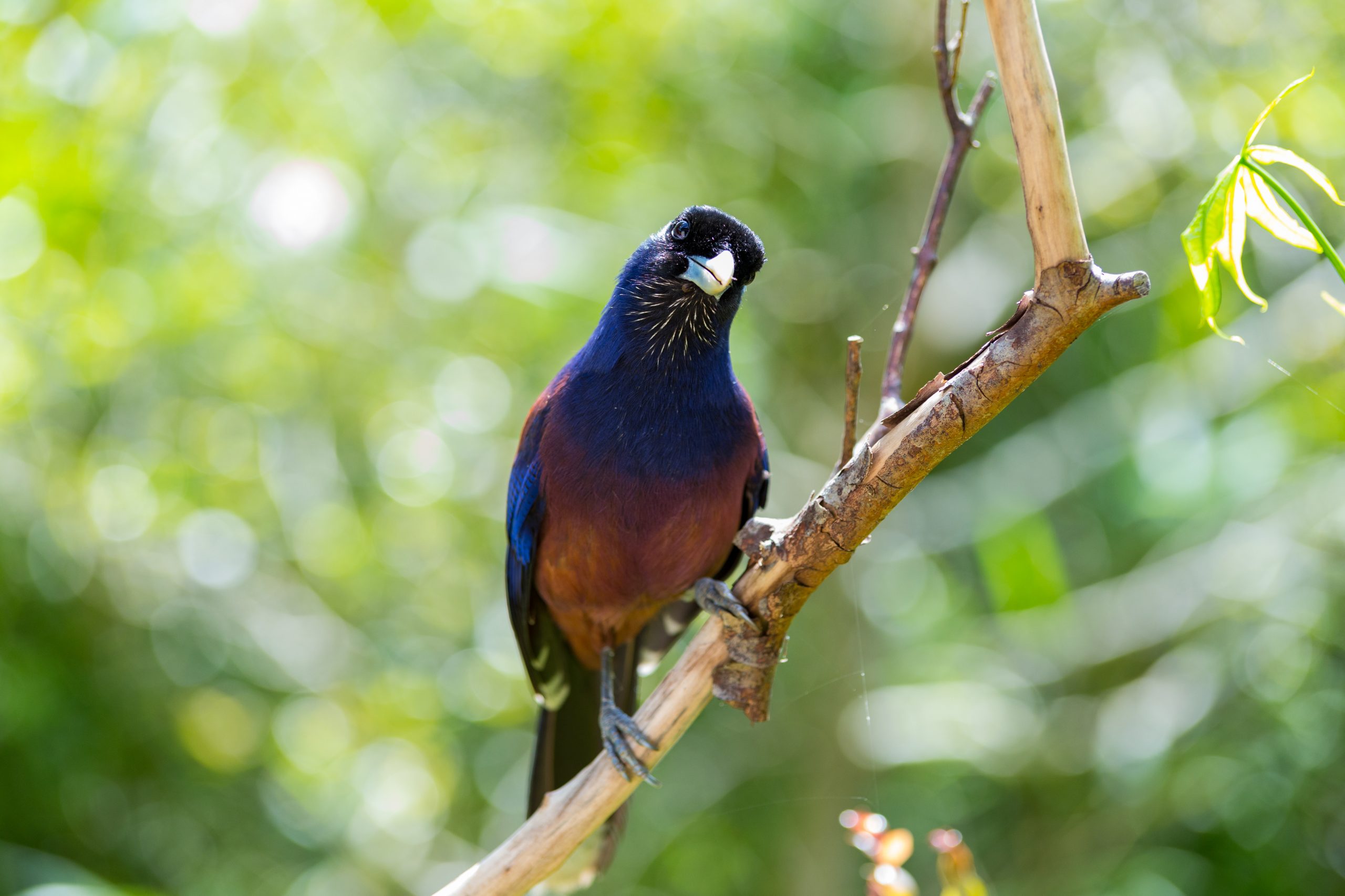 Lidth’s jay, Japan