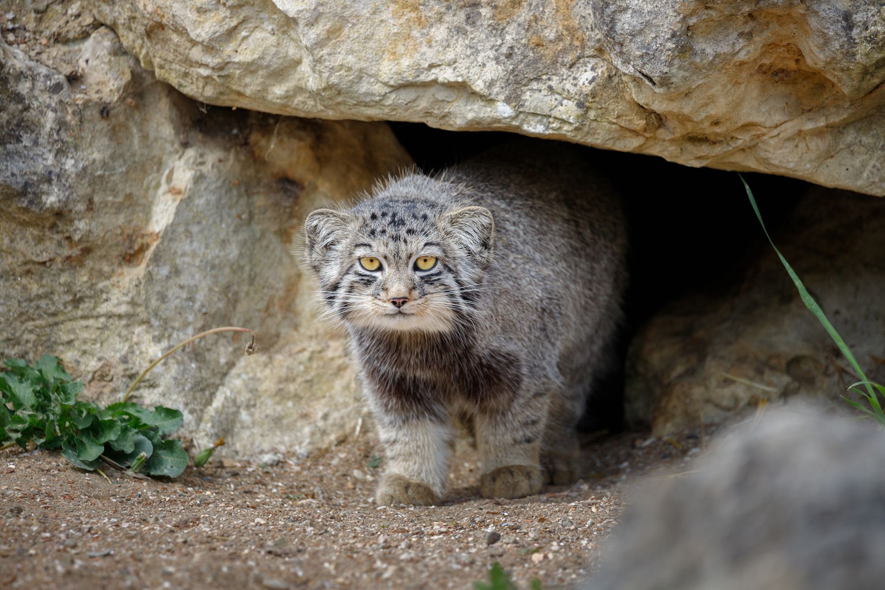 A Pallas Cat emerging from it's rock den, looking directly ahead, Pallas’s cat (manul)
