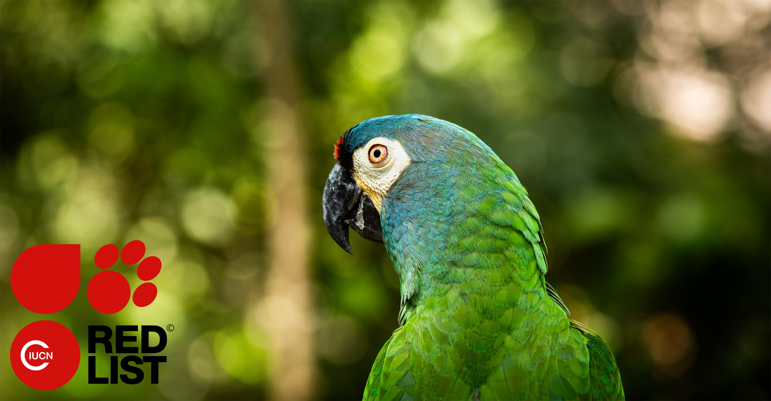 IUCN Red List, blue-winged macaw, Brazil