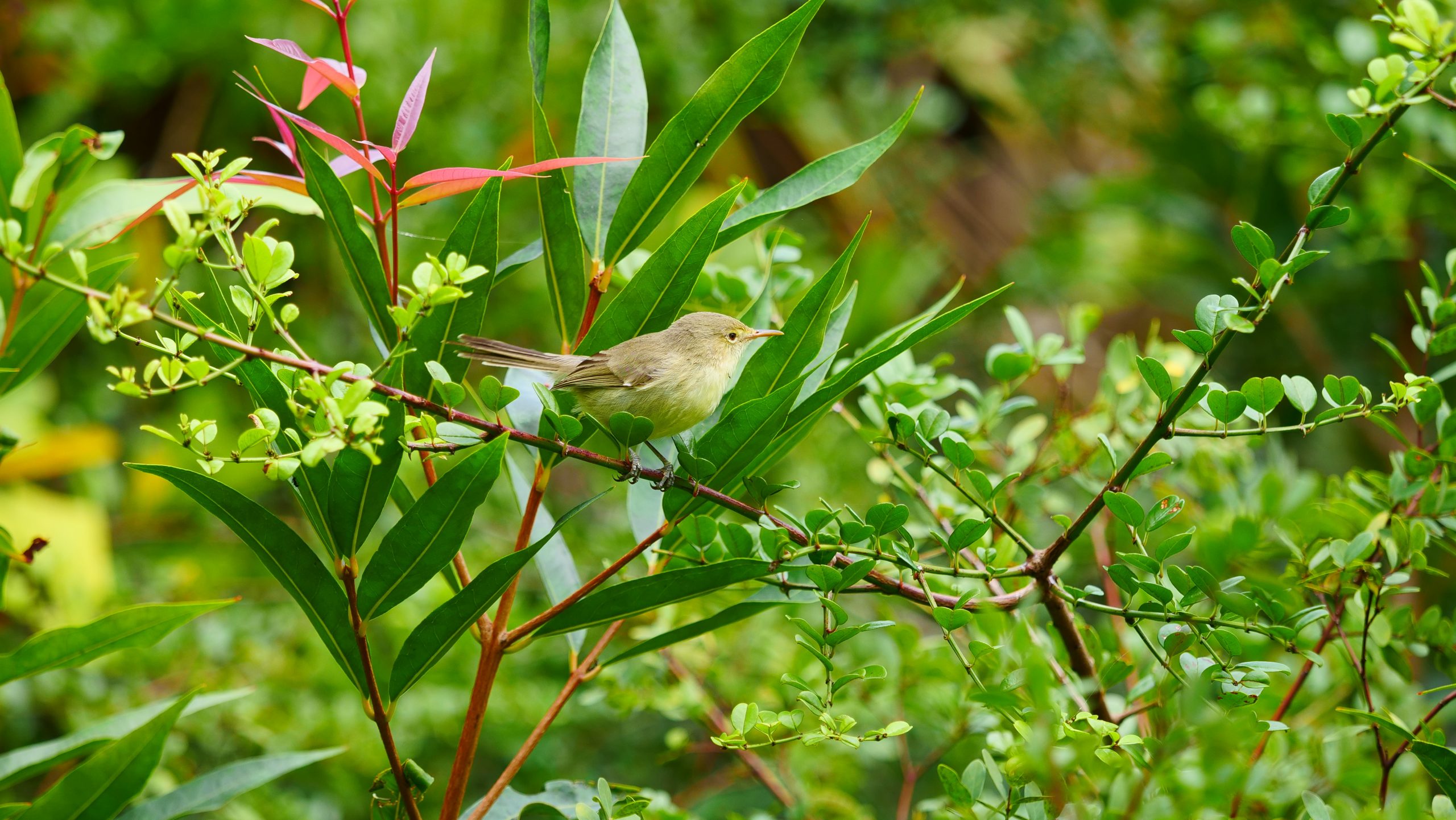 Rodrigues warbler, Rodrigues Island.