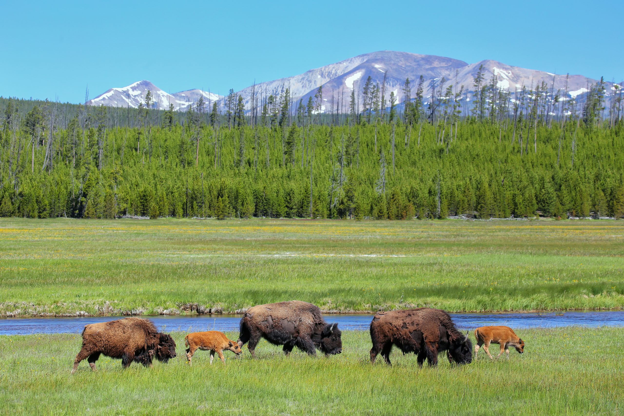 Female bison with calves grazing in Yellowstone National Park, Wyoming, USA