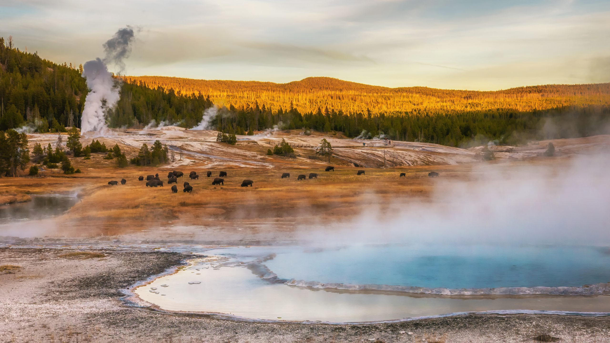 Hot springs and geyser basin landscape with bison grazing at Yellowstone National Park, Wyoming, USA.