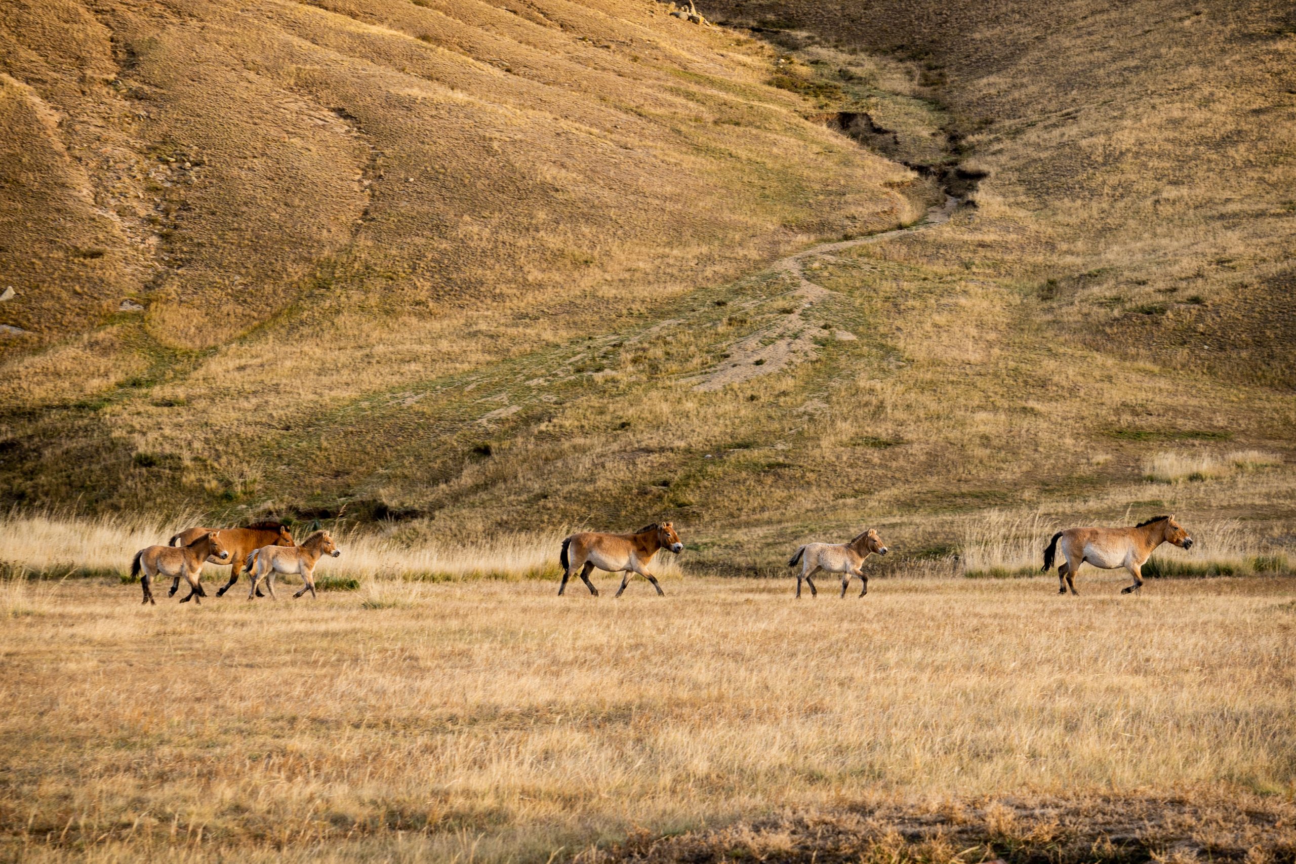Przewalski Horses (Equus ferus przewalskii) at the meadow in autumn, Hustai National Park, Mongolia, Mongolian, Asia, Asian.
