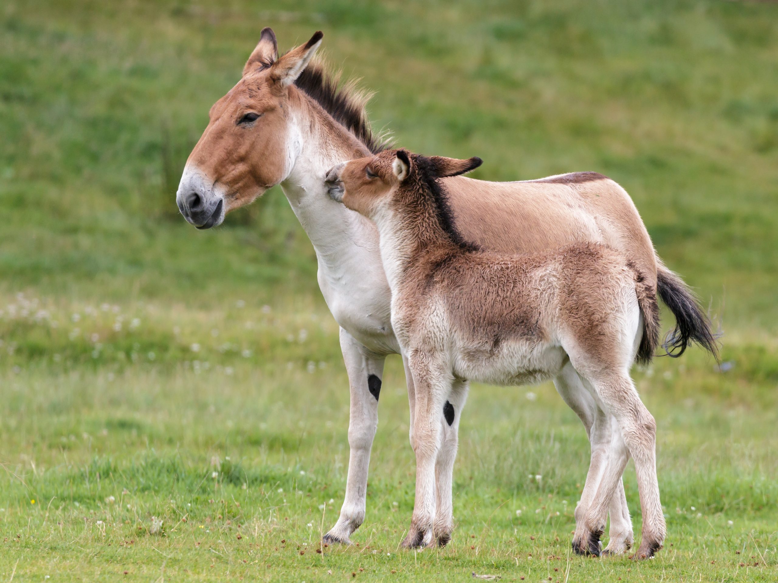 Przewalski Horse (Equus ferus przewalskii)