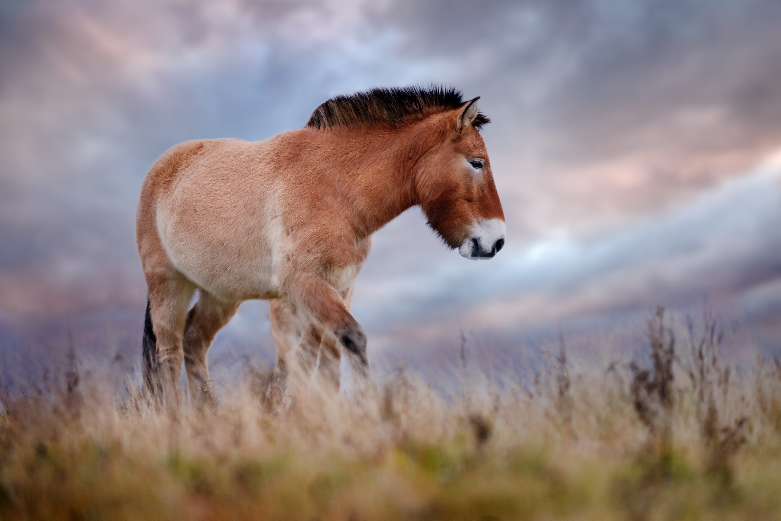 Przewalski's Horse with magical evening sky, nature habitat in Mongolia. Horse in stepee grass. Wildlife in Mongolia. Equus ferus przewalskii. Hustai National Park with rare wild horses. Nature in Asia.