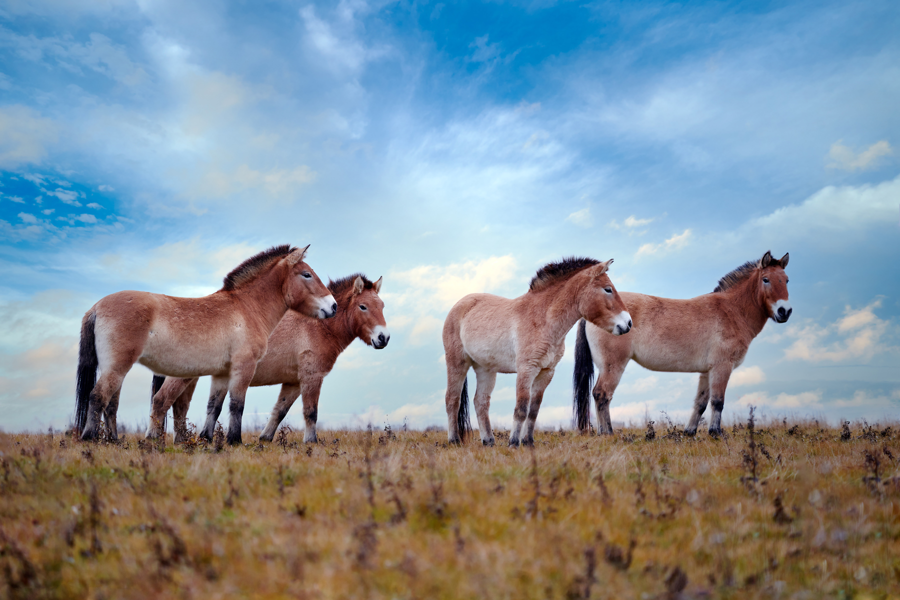 Przewalski's Horse with magical evening sky, nature habitat in Mongolia. Horse in stepee grass. Wildlife in Mongolia. Equus ferus przewalskii. Hustai National Park with rare wild horses. Nature in Asia.
