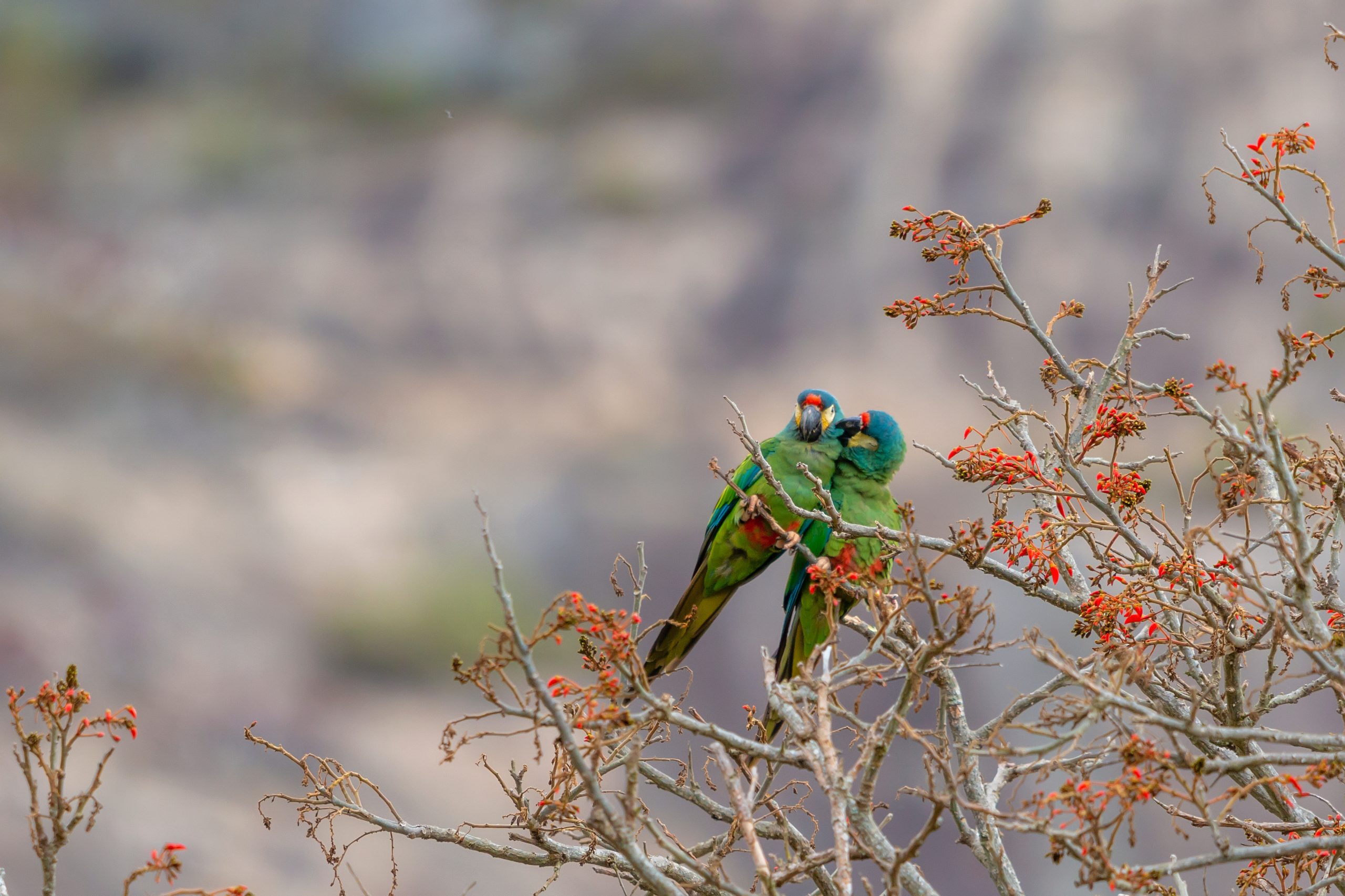 Pair of blue-winged macaws in Brazil