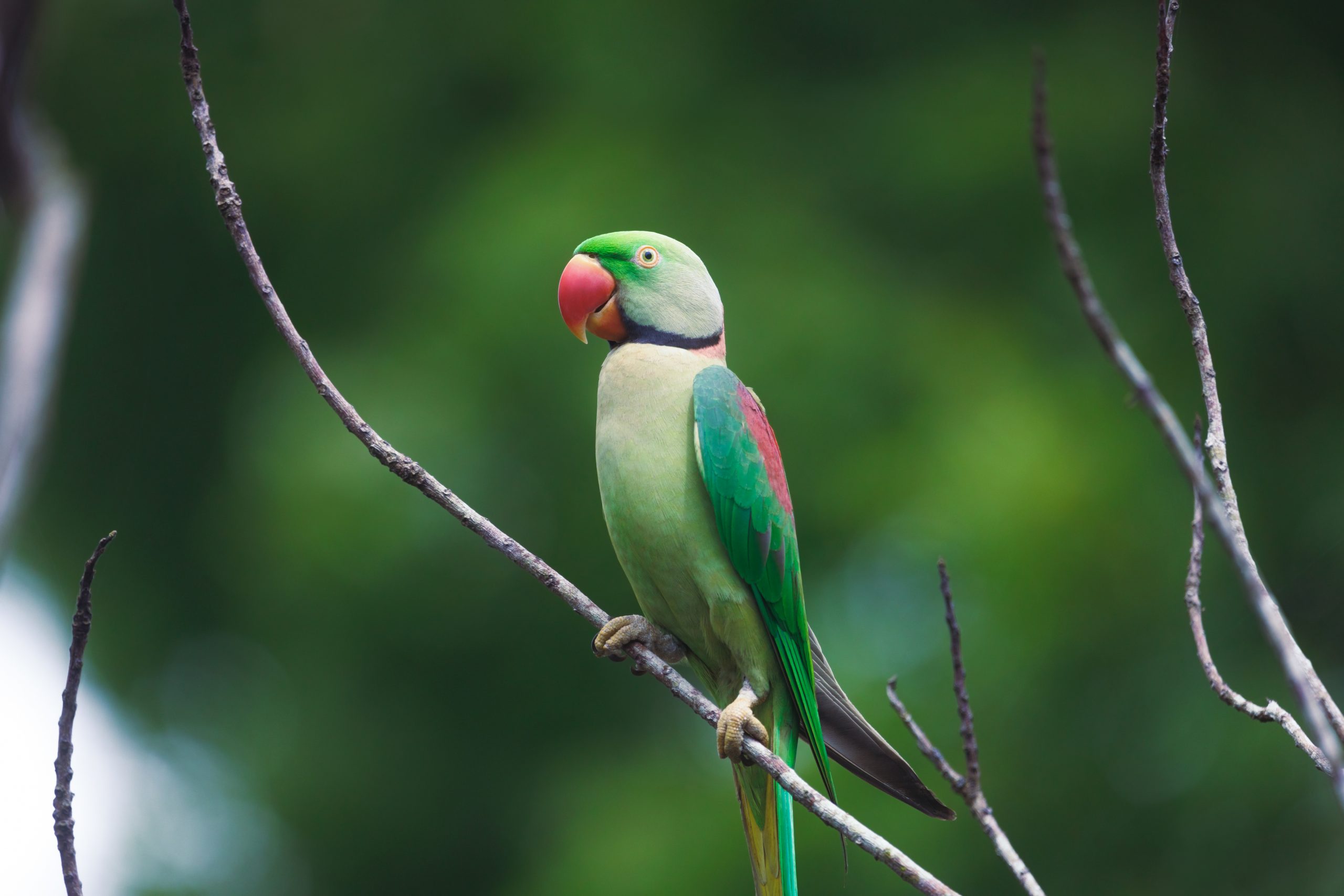 A vibrant Alexandrine parakeet perches atop a branch in Sri Lanka, its colorful feathers and beak stand out against the green environment.