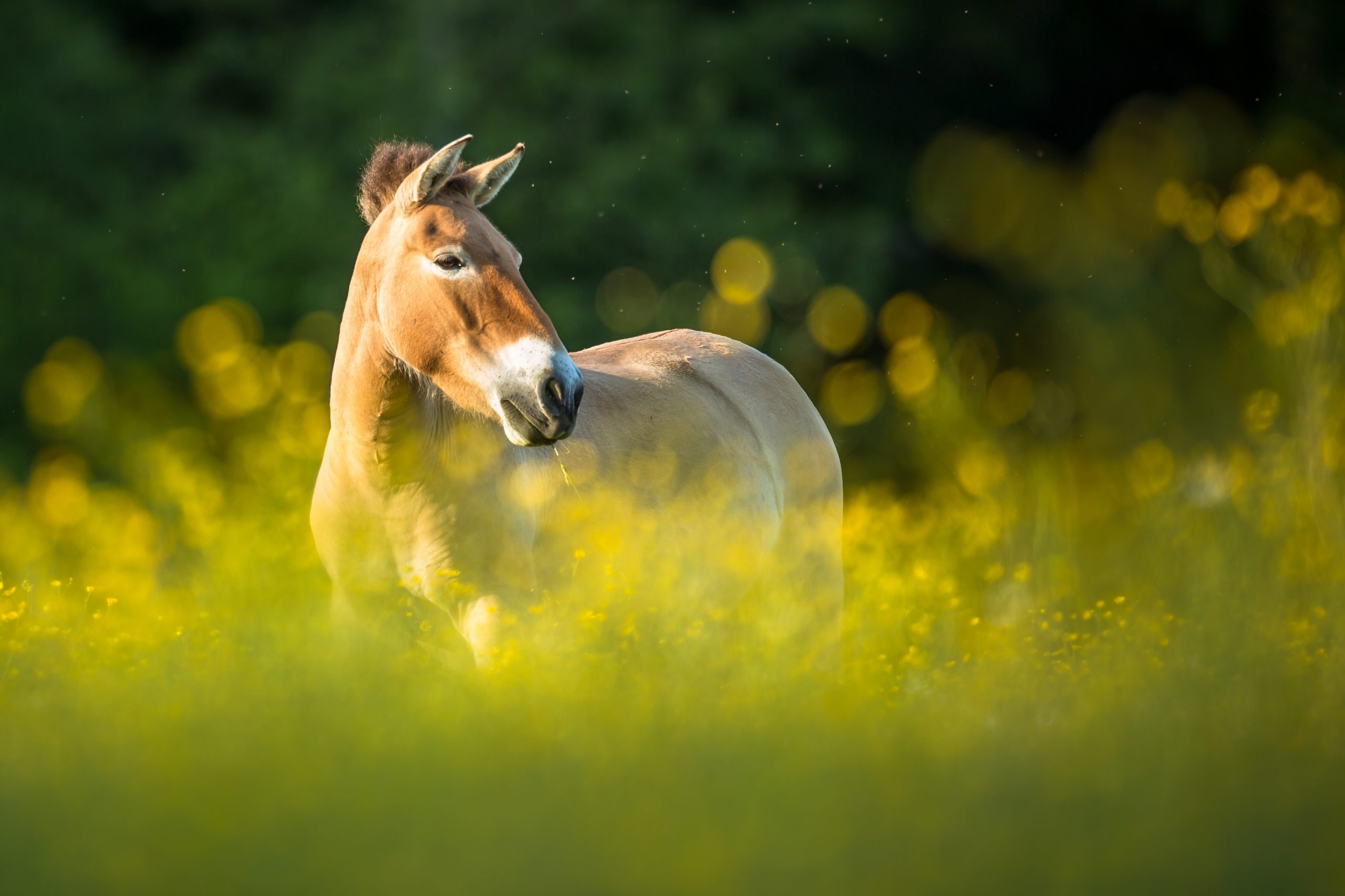 Przewalski horse grazing on a lovely meadow