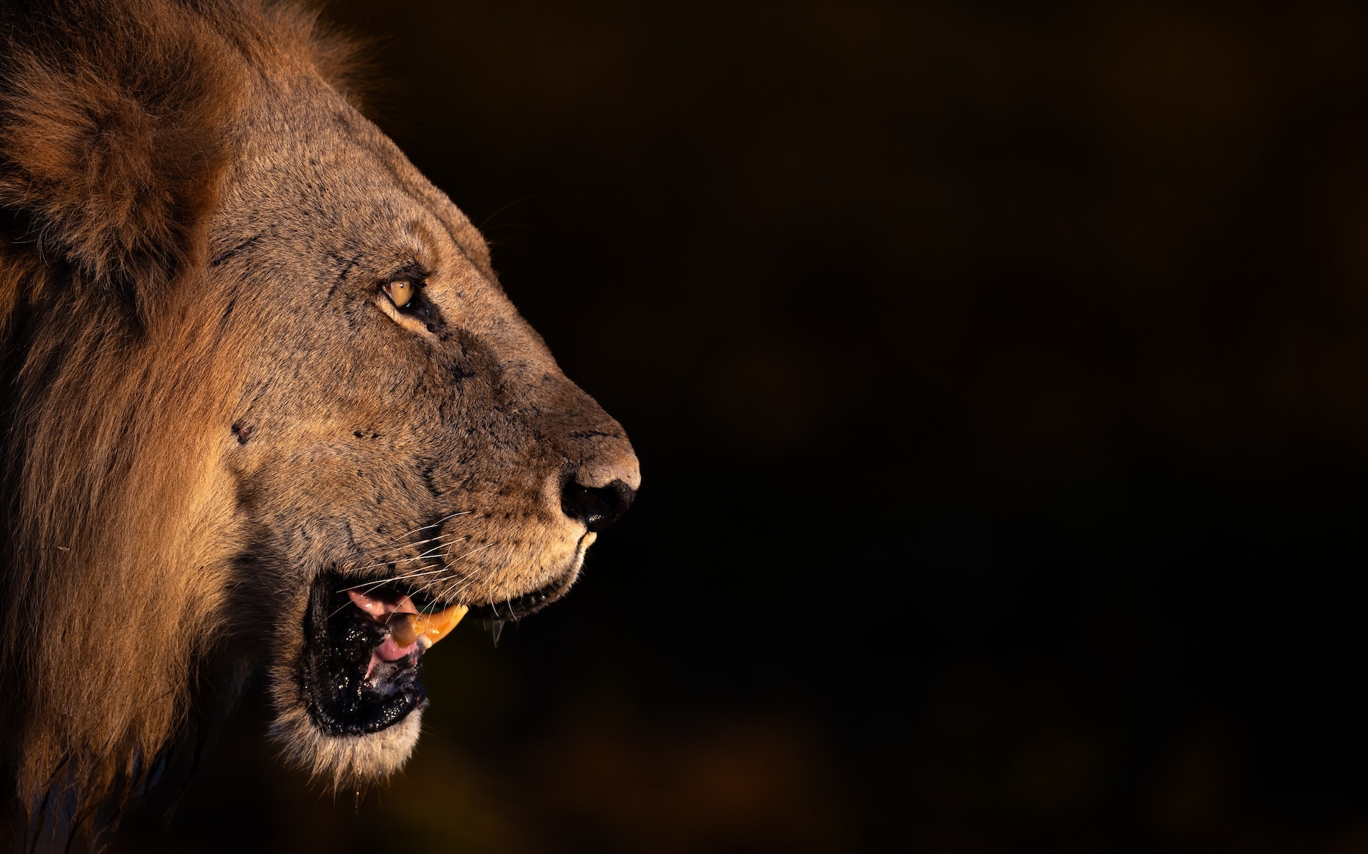 Male lion in profile against black background