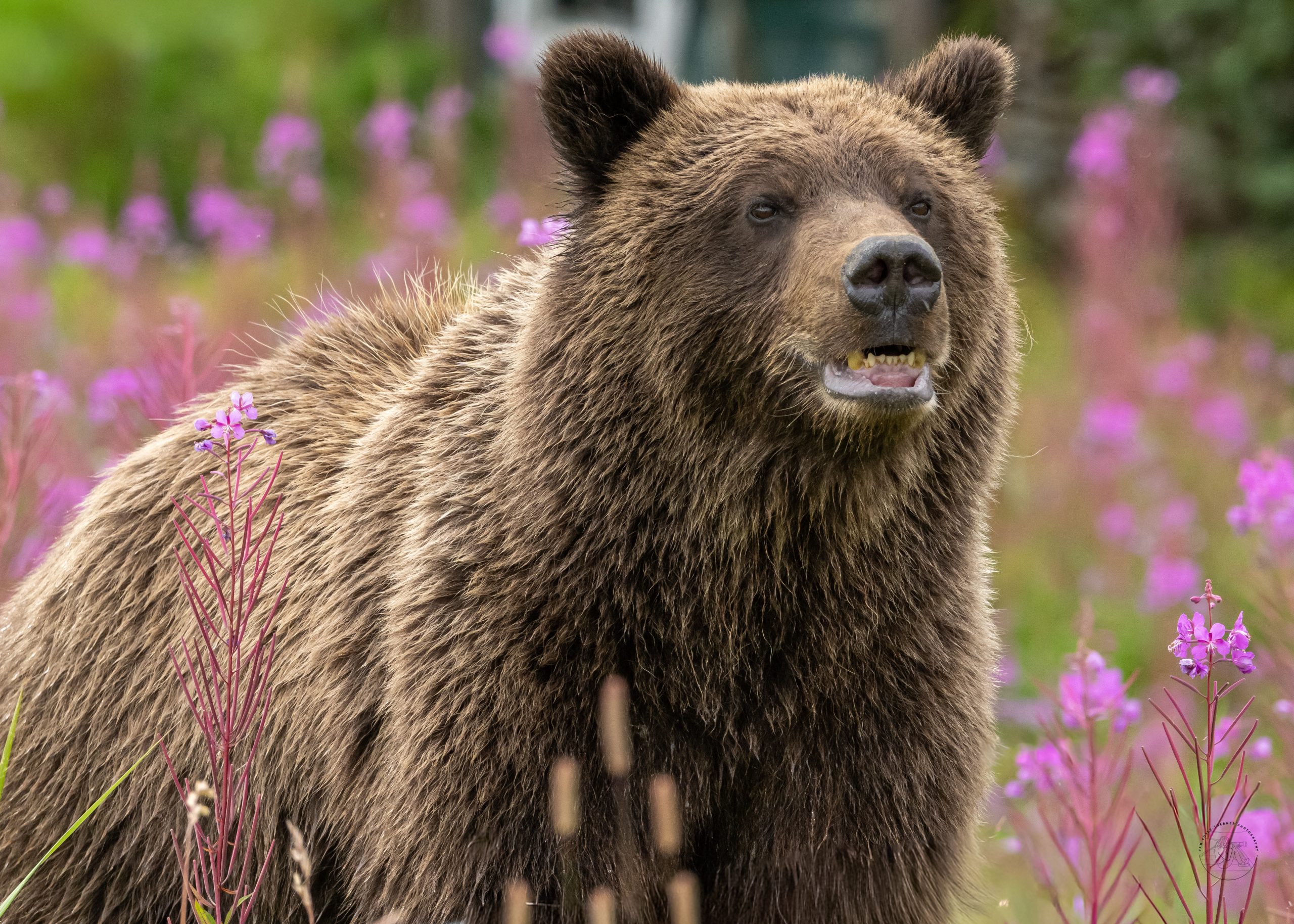 Coastal Brown Bear, Lake Clark National Park, Alaska