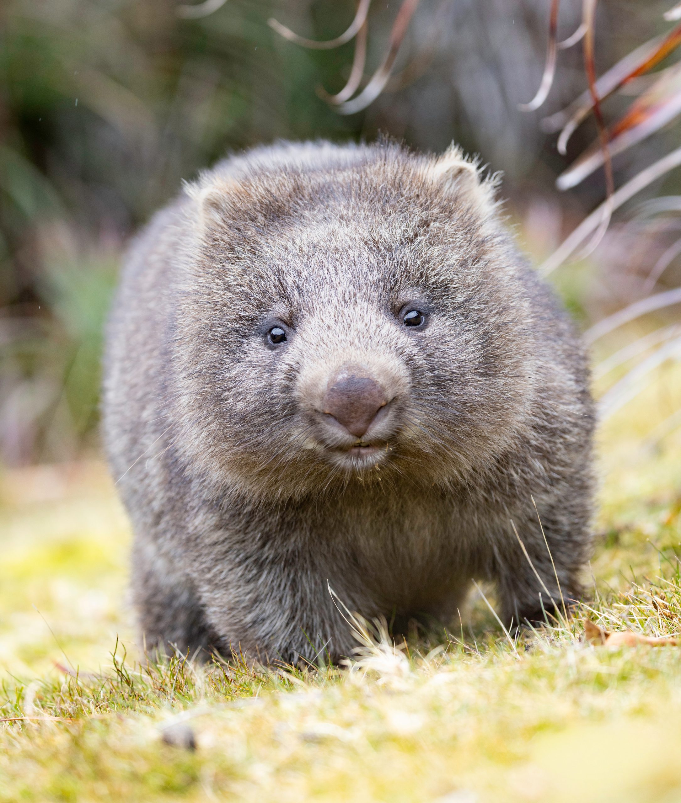 Bare-nosed Wombat Joey, Cradle Mountain National Park, Tasmania, Australia