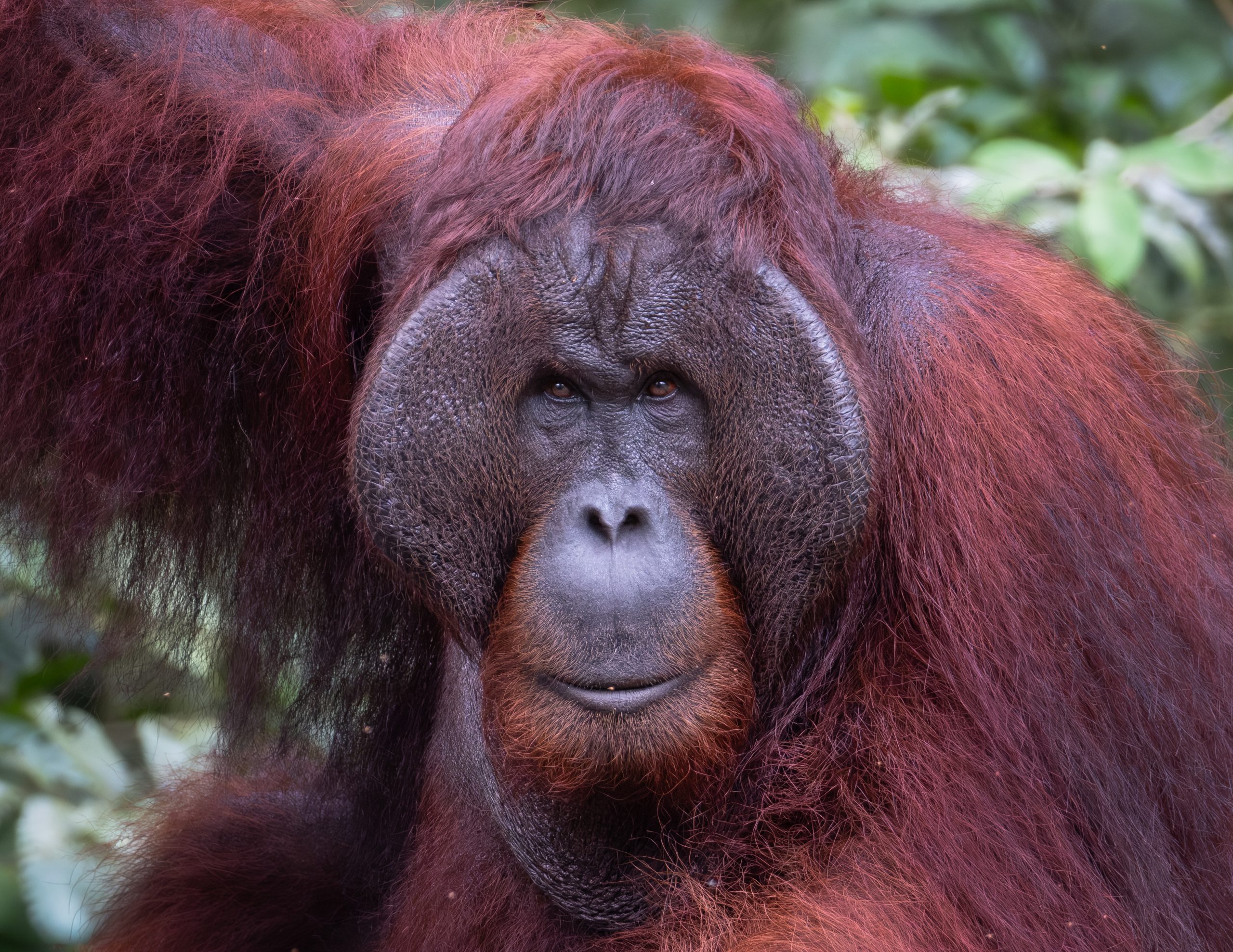 Orangutan, Borneo, Malay Archipelago
