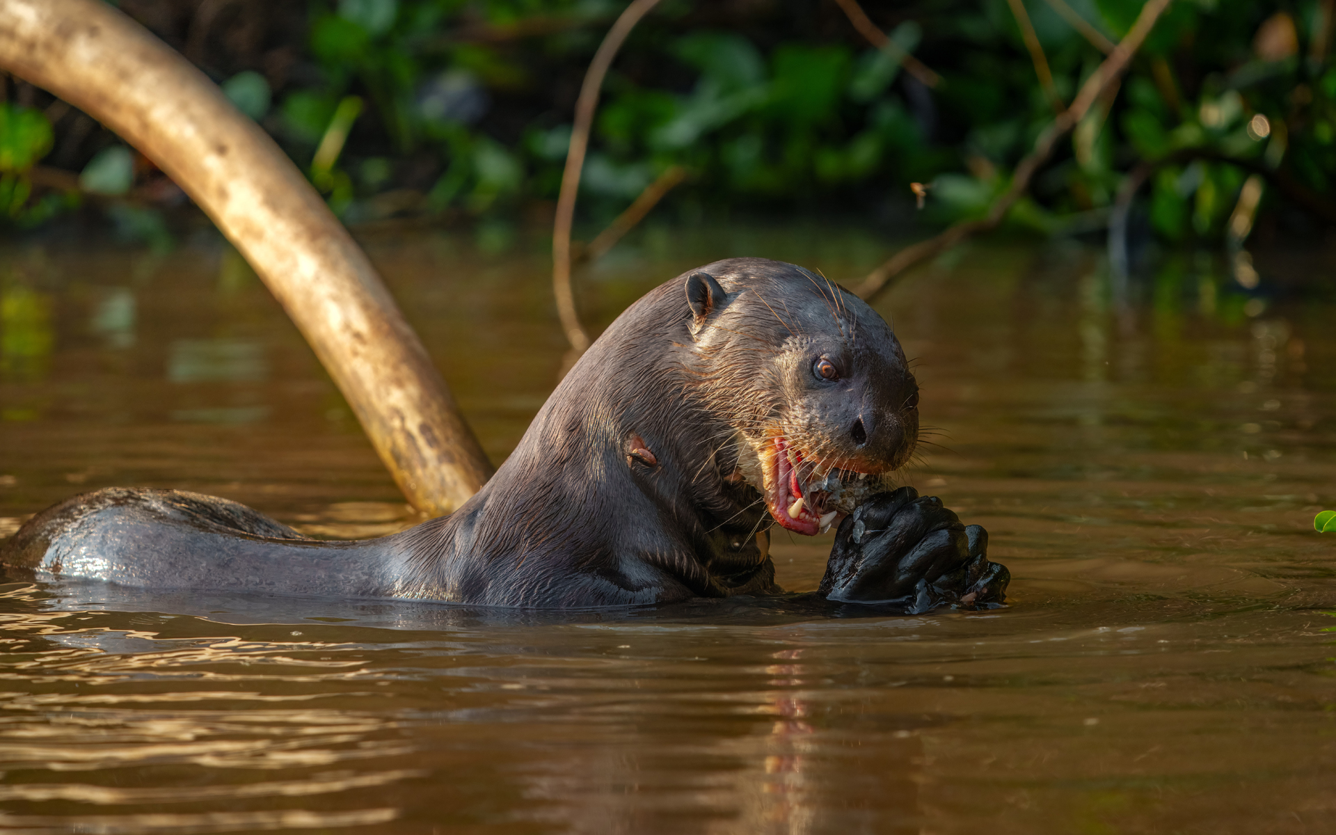 Cuiabá River, giant otter, Porto Jofre, Brazil, Mato Grosso