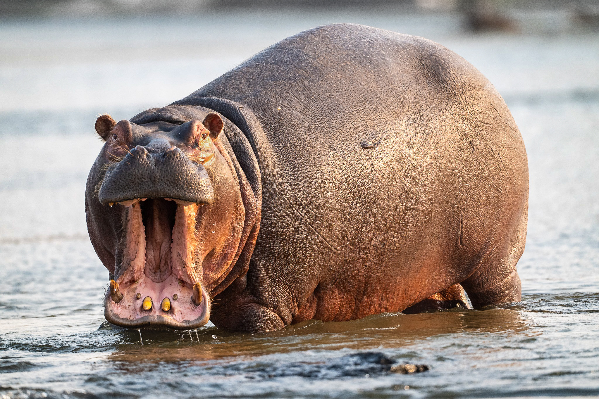 Hippo, Zambezi River, Zambia